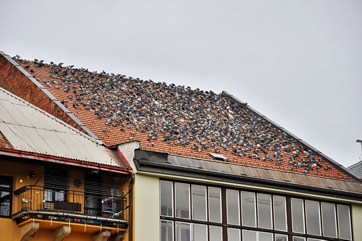 A2B Pest Control are able to install spikes to deter birds from roofs in Wilmslow. 