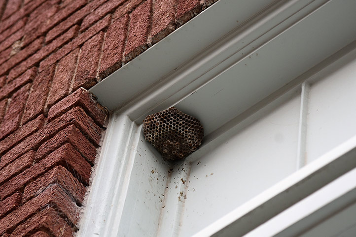 We provide a wasp nest removal service for domestic and commercial properties in Wilmslow.